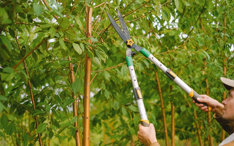 Tree trimming in Orchard, NE