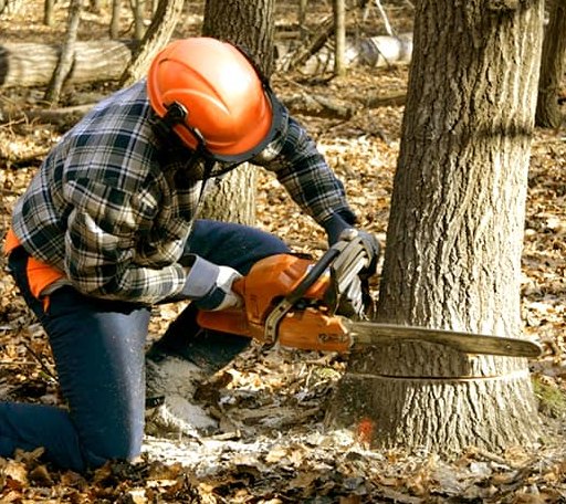 Tree Removal in Orchard, NE